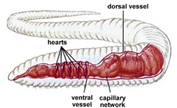 593_circulatory system closed.png